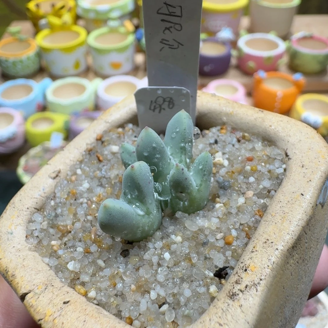 蘑菇1125丹尼尔猪蹄多肉植物