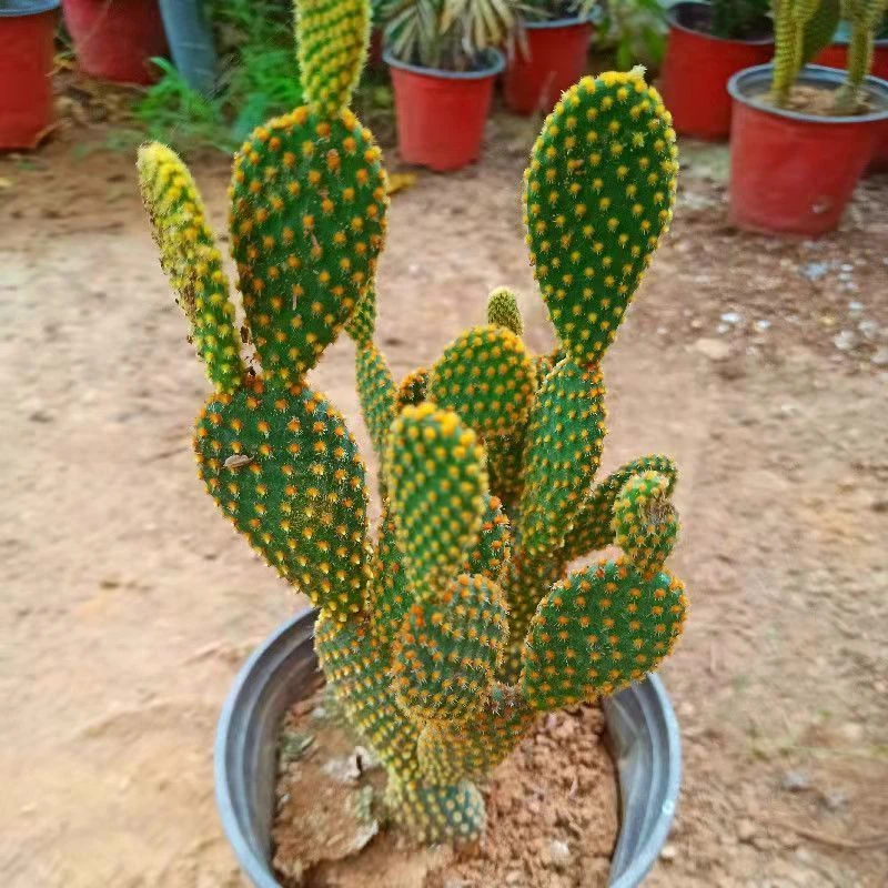千手观音仙人掌盆栽千佛手植物室内阳台绿植花卉多肉植物盆栽