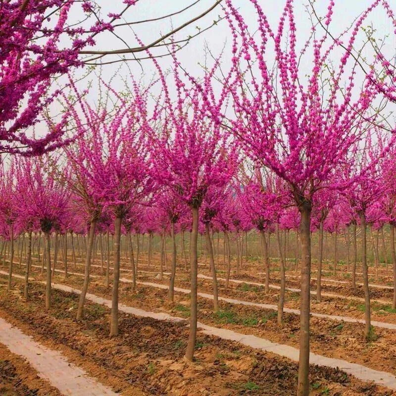 紫荆花苗 紫荆小苗 紫荆苗 丛生紫荆苗 紫金树苗 满条红小苗 紫荆