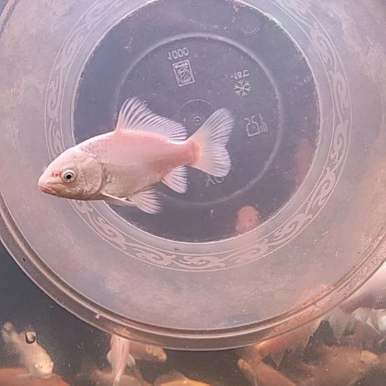 蝴蝶鲤鱼白色蝴蝶鲤