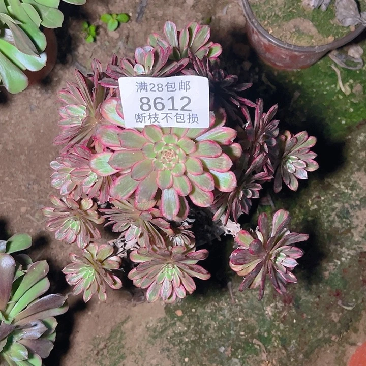 8612紫霞仙子多肉植物