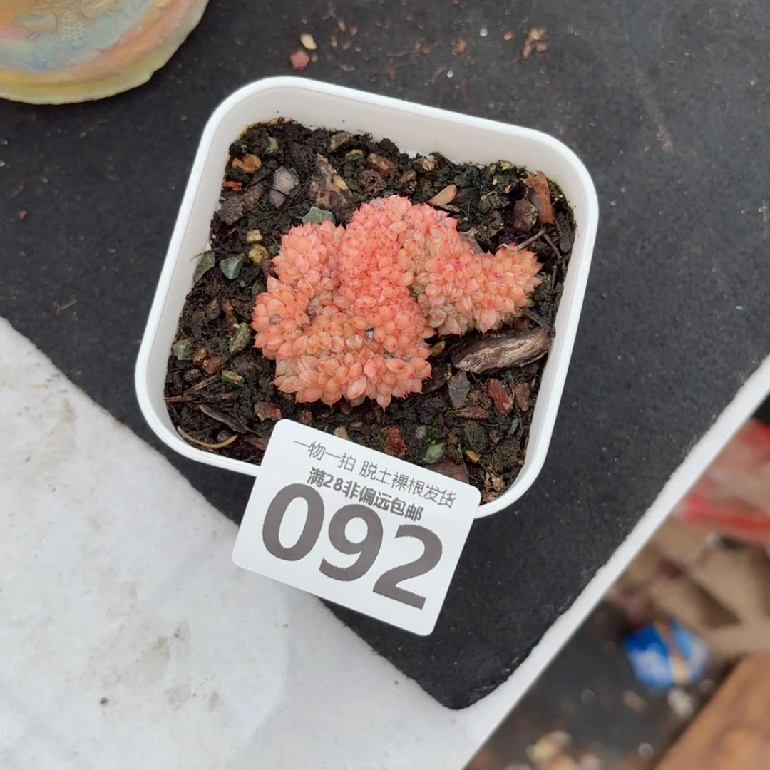 X***l白胖子缀化无盆土发货