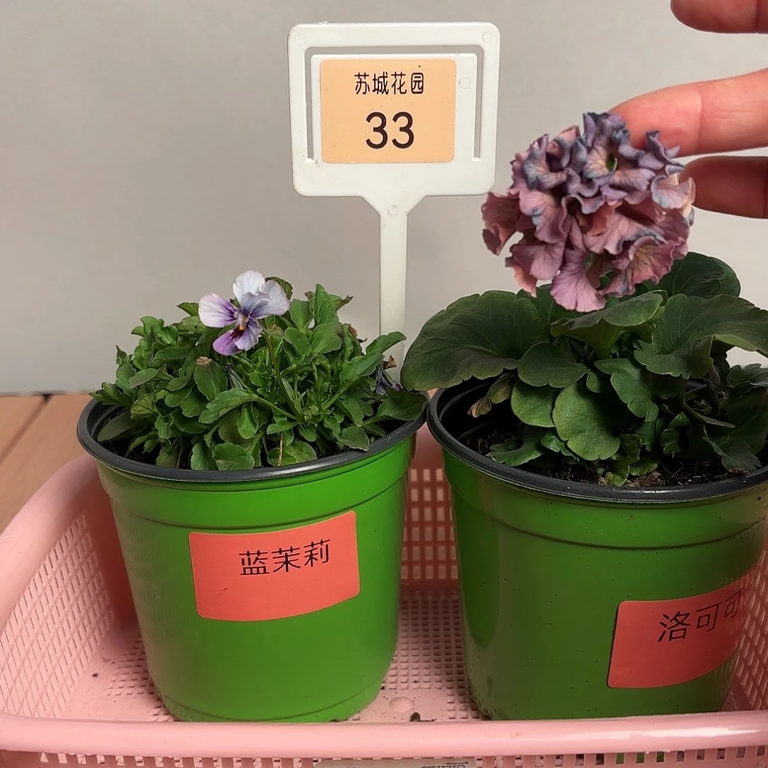 大部分开放少量花苞33