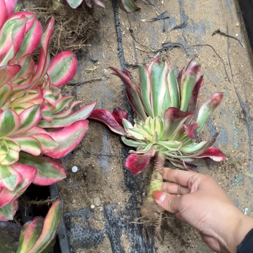 407黑妹多肉植物一