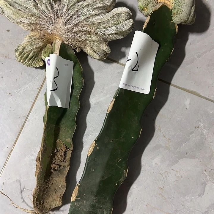 溺***虾无花朵嫁接恩种缀➕精巧殿缀42.43