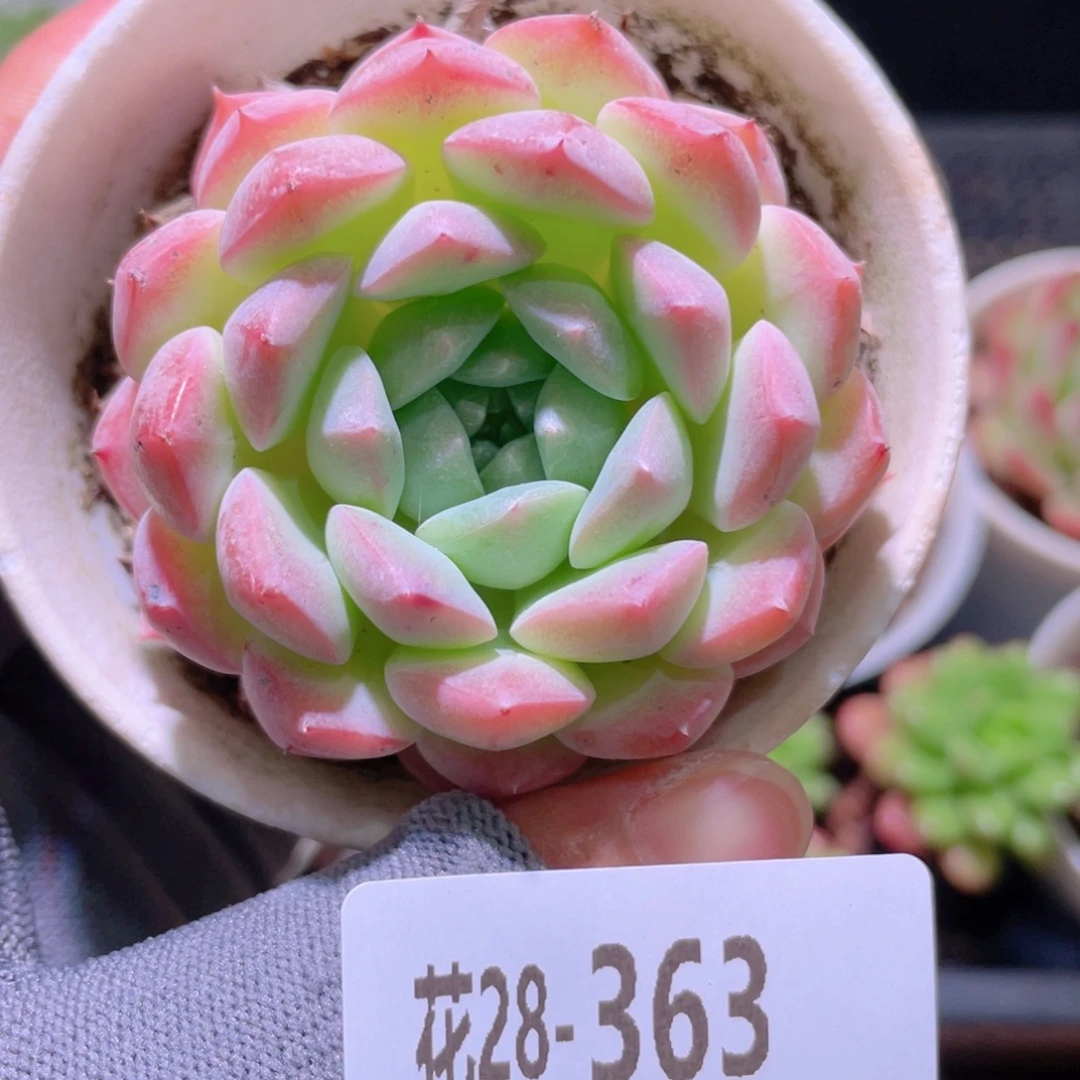 花利美28-363白桃汽水