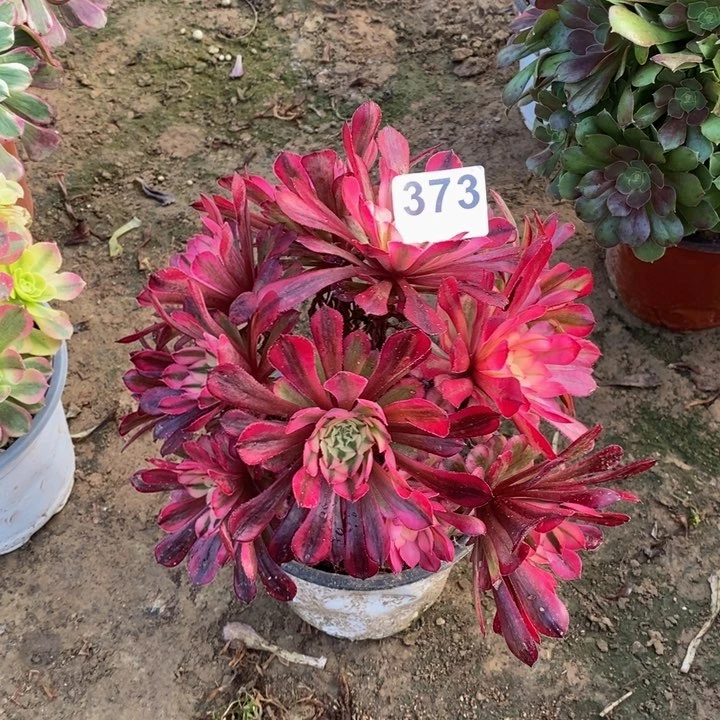 373铜壶白绣球多肉