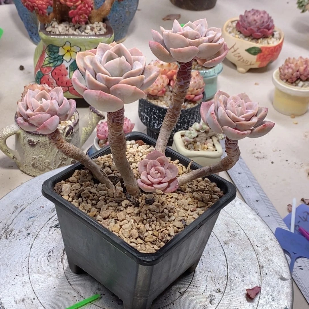 A**子一物一拍如图所见