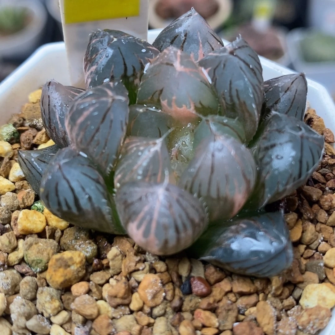 392龙爪玉露锦一物一拍