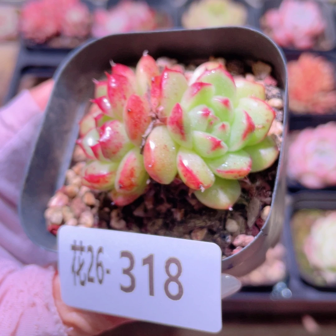 花利美26-318海王