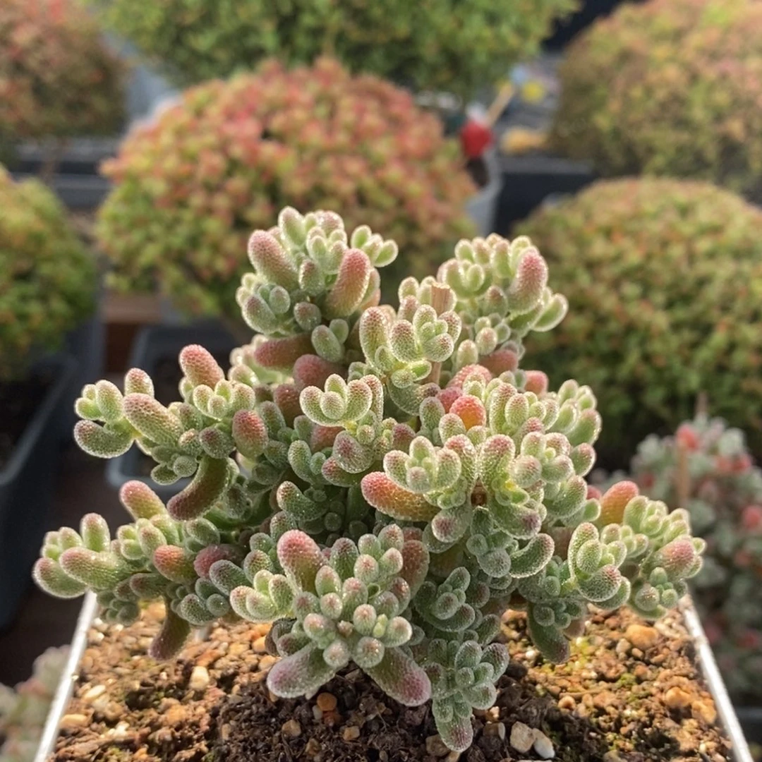 实生冰晶2454枝干番杏