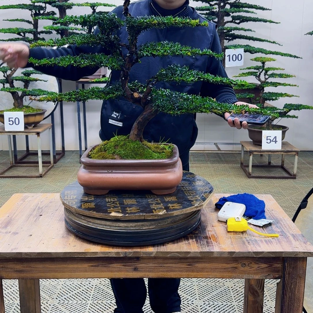 无花朵珍珠红芽罗汉松造型盆景