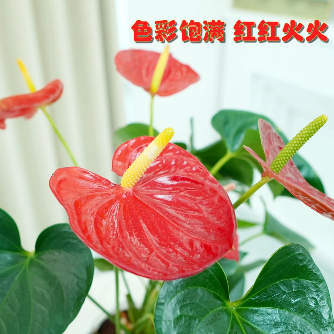 【全年开花】好养土培特级红掌室内绿植一帆风顺卧室年宵花盆栽带花