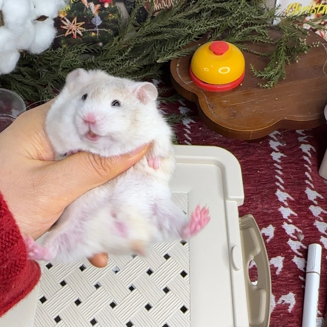 短毛巧波弟弟12.02