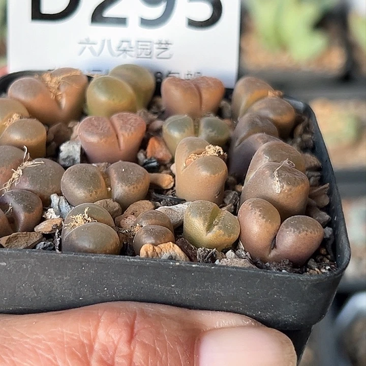 特价风铃16颗带盆发