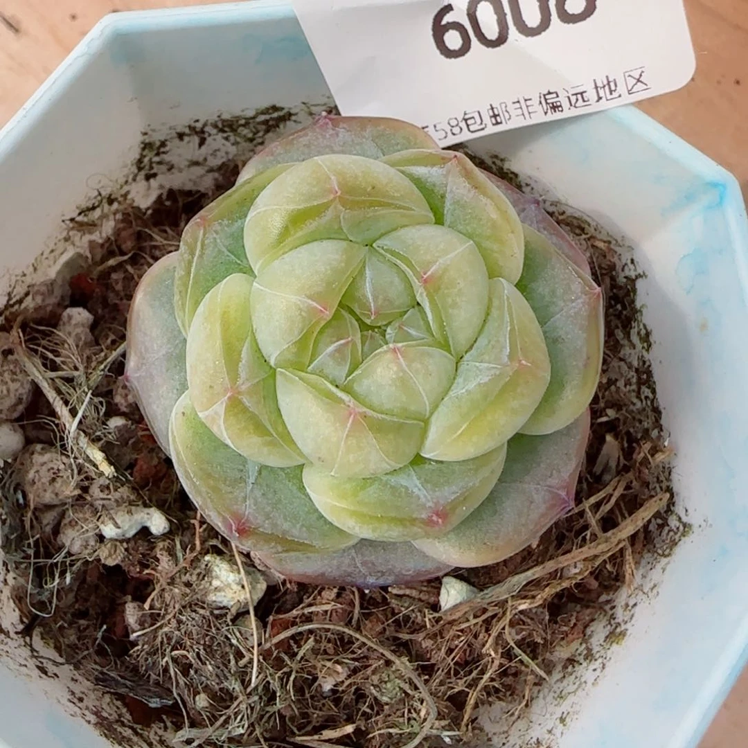 黄透色新品，6008多肉