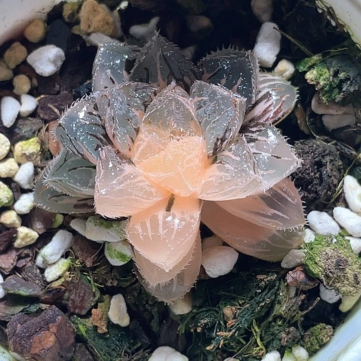 546粉黛锦一物一拍