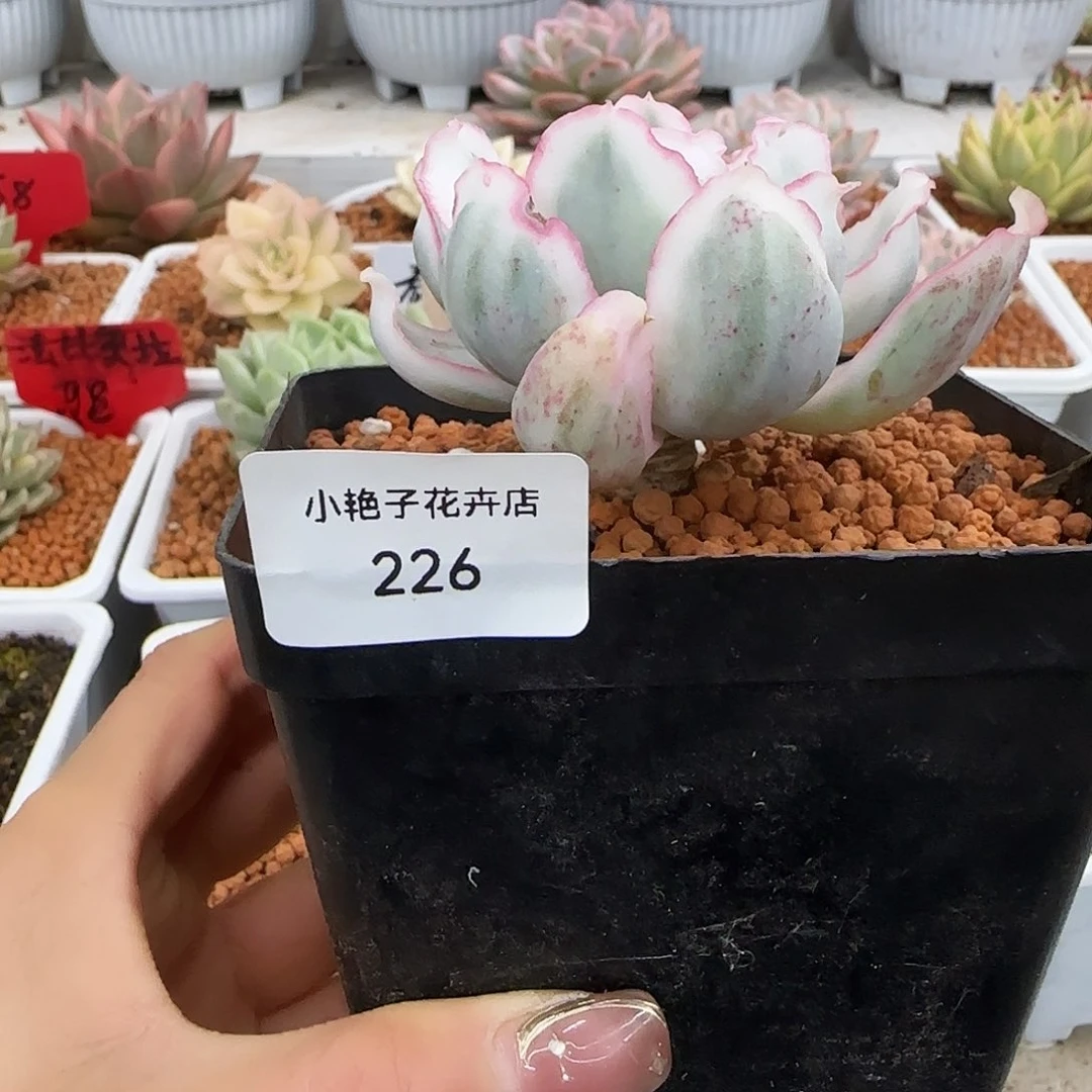 m****i226伯克利锦多肉植物