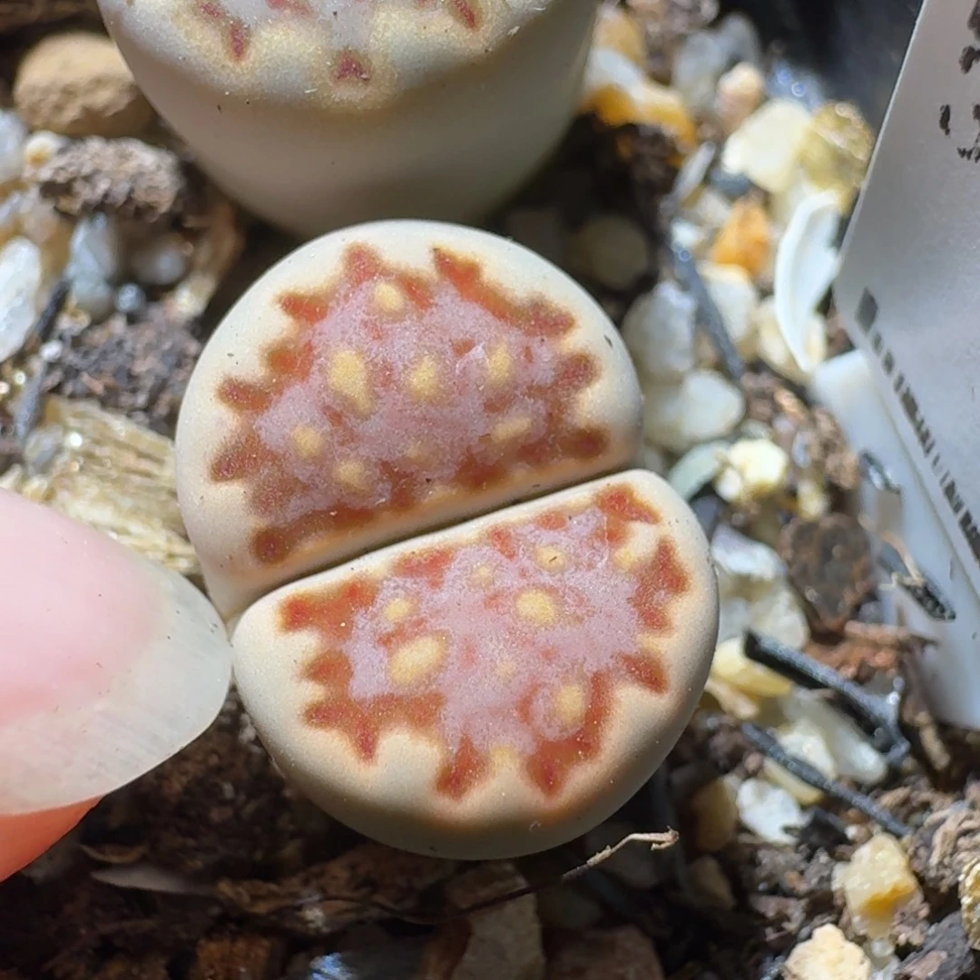 高品质生石花清清186