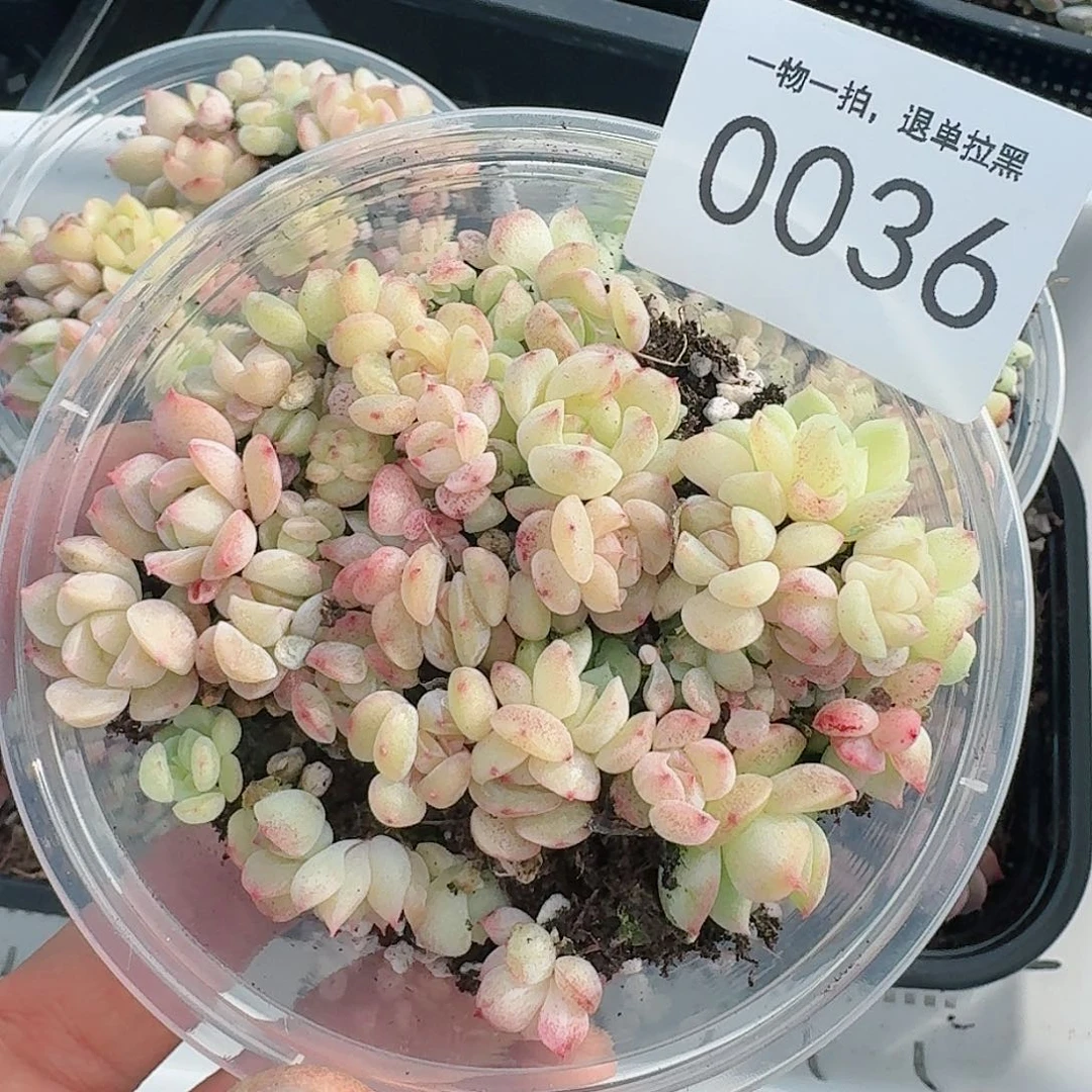 杂交新品珍妮多肉36