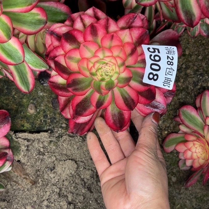 5908南荔枝多肉植物