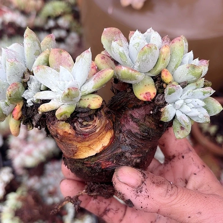 仙女杯多肉植物提取