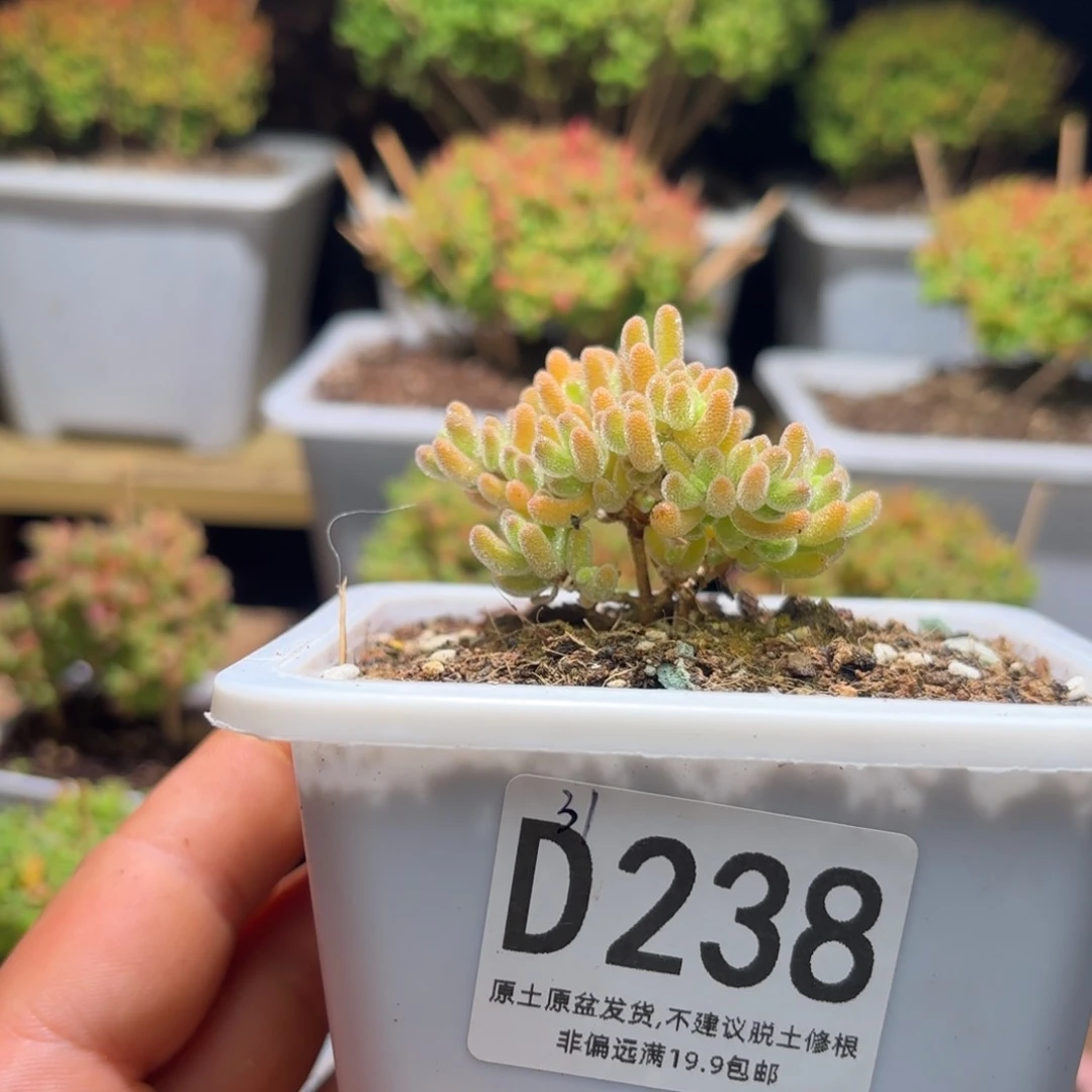 用****4新手套餐更换D238