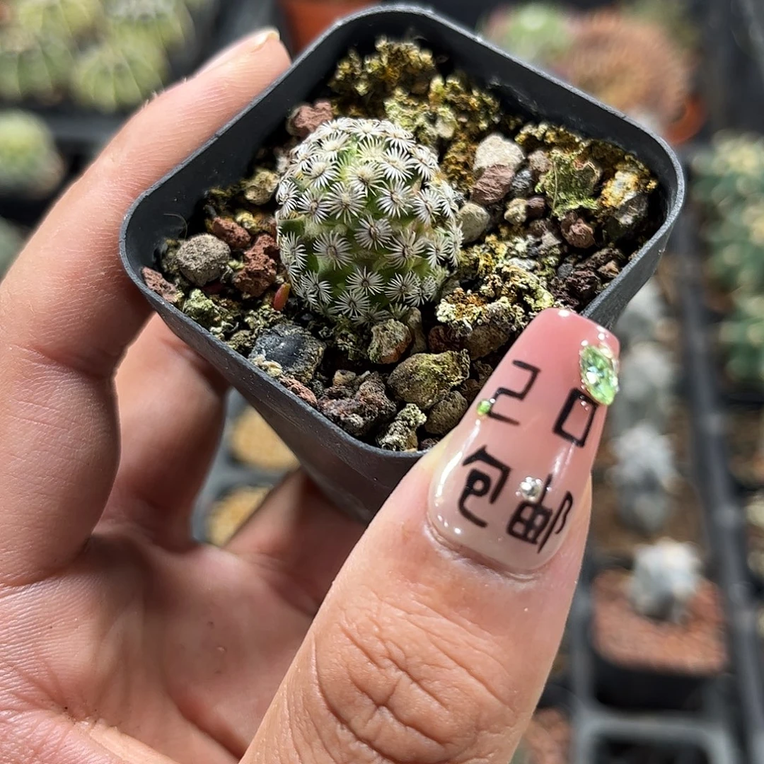 克市丸单头发货单头