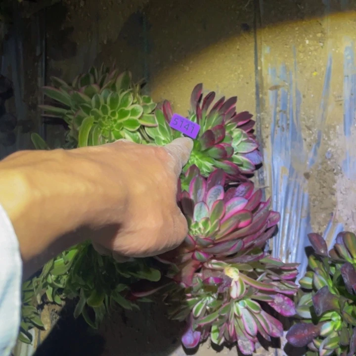 钧*5141福利套餐多肉植物