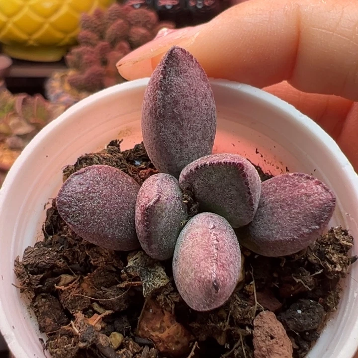 一物一拍。