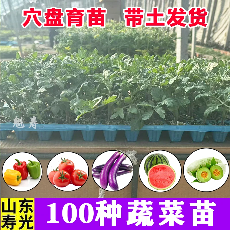 蔬菜苗茄子西瓜番茄苗辣椒苗西瓜苗黄瓜苗南瓜苗蔬菜苗种子蔬菜种