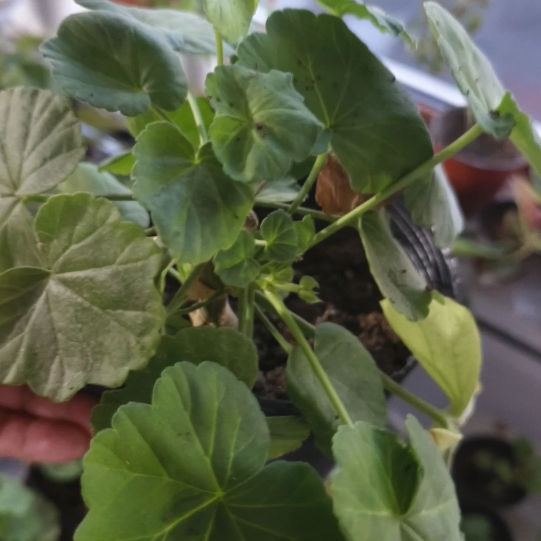 大花重瓣天竺葵盆栽花苗洋绣球四季开花室内阳台花卉