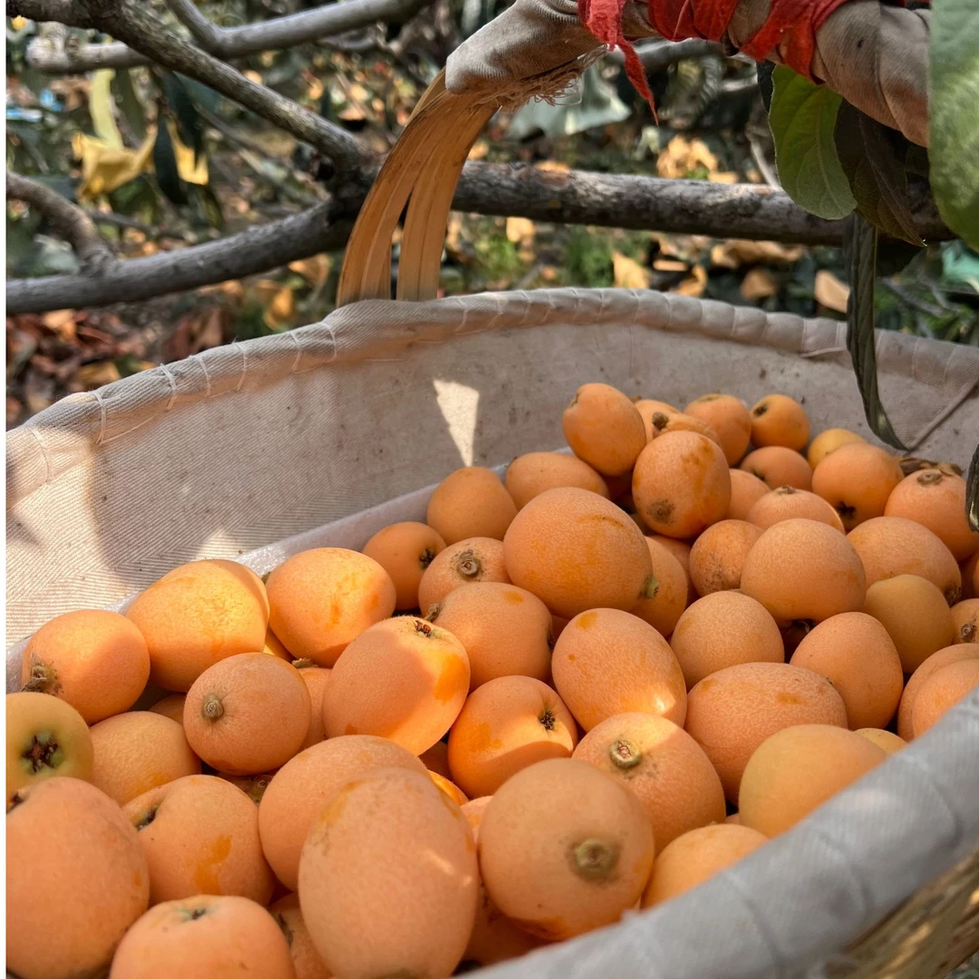 【大五星枇杷】米易老树枇杷净果3斤/5斤顺丰送货到家