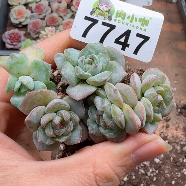 蕾多肉植物多肉植物