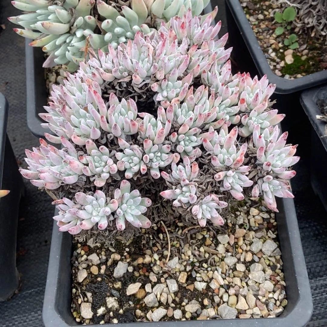 红***衣福利多肉植物啦啦啦