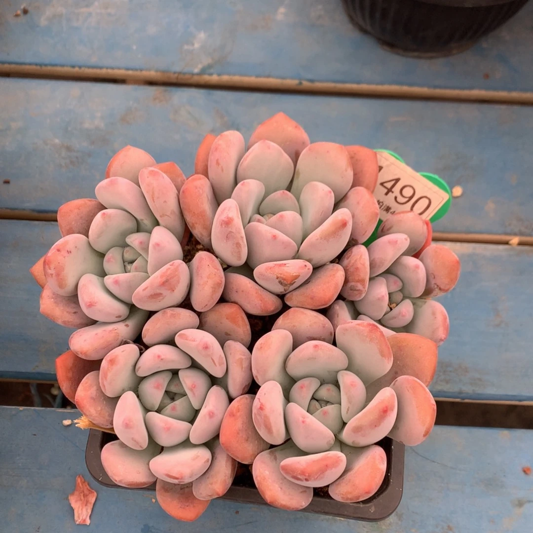 丸叶奥普无砍平头1490