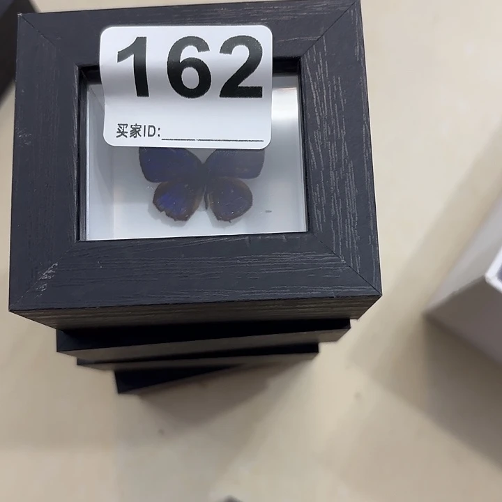 蝴蝶标本定制版162