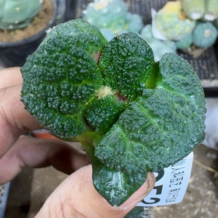 福利苗接大尤哥斯拉053