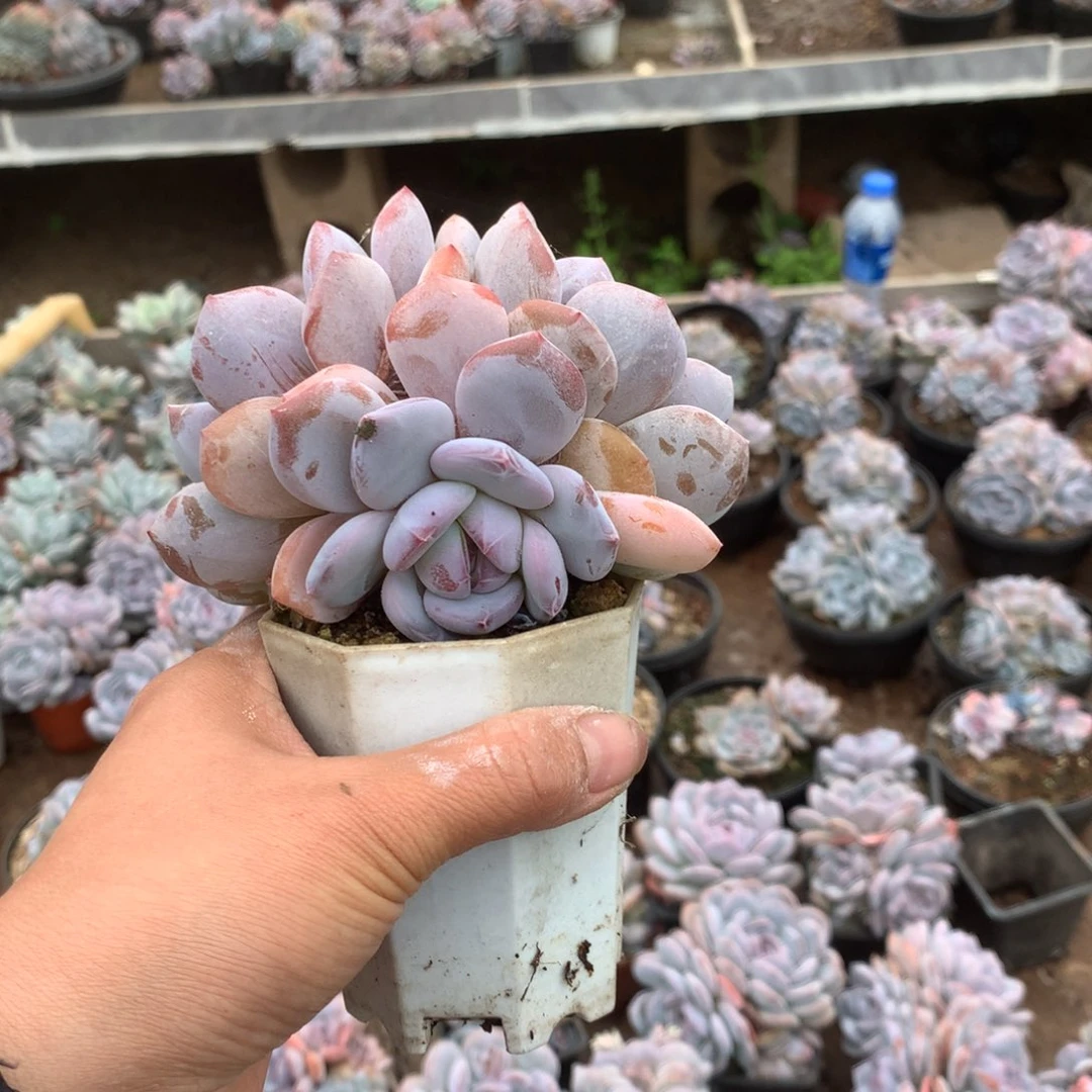 无花朵花花花花花花花花