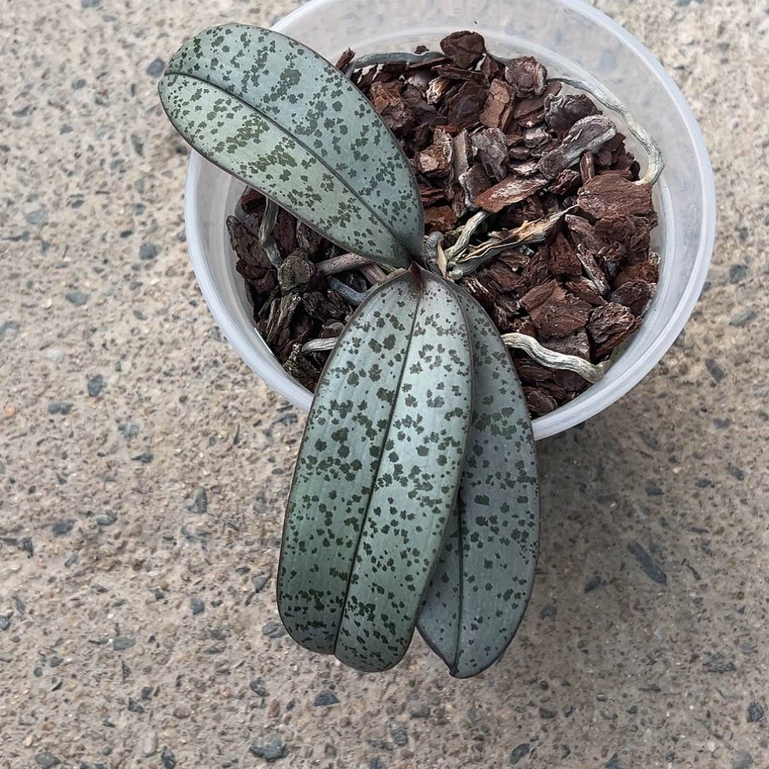 诀***.完全开放银叶脉纹分生3个叶子根少