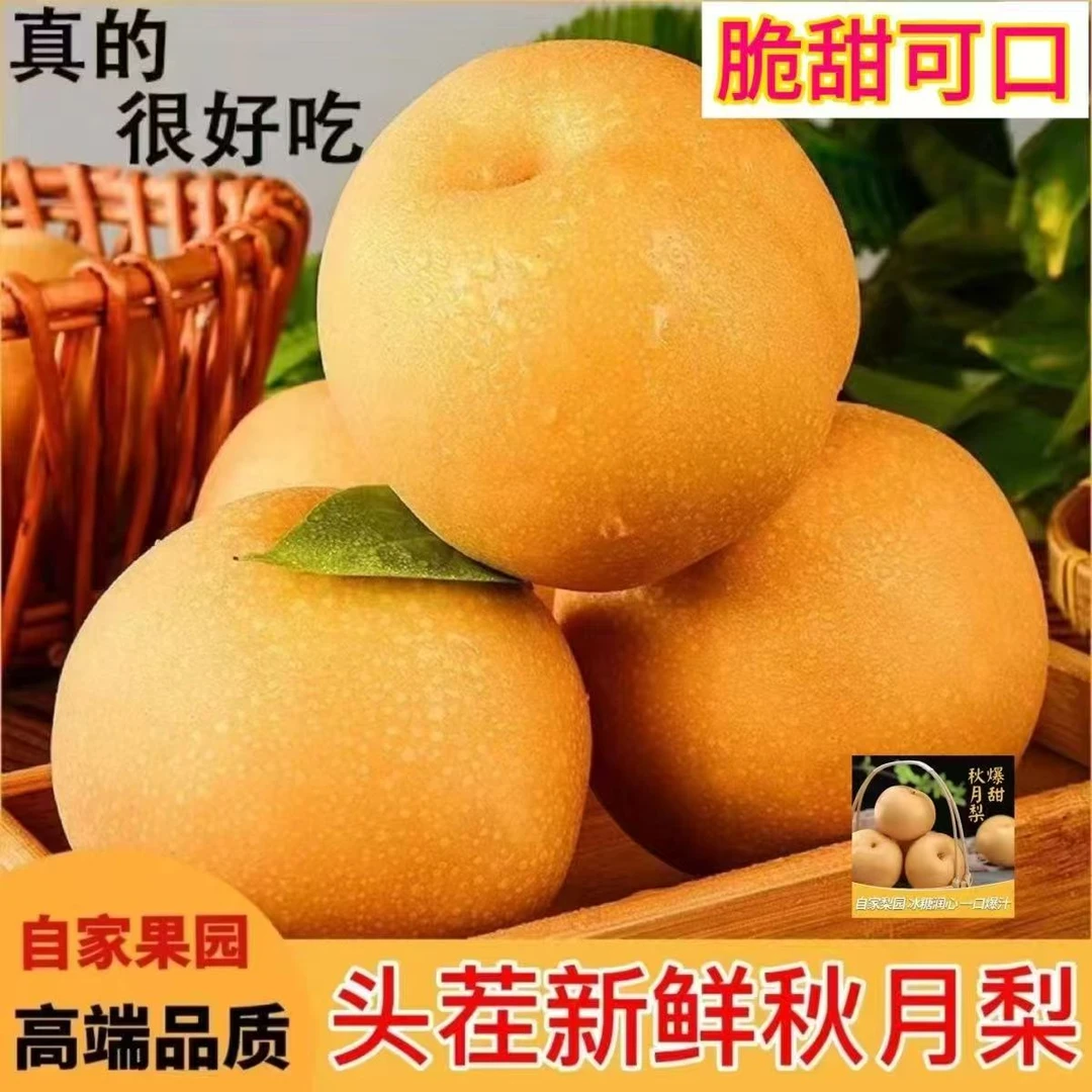 【产地直发】正宗山东莱阳秋月梨脆甜多汁细嫩化渣产地直发应季水果