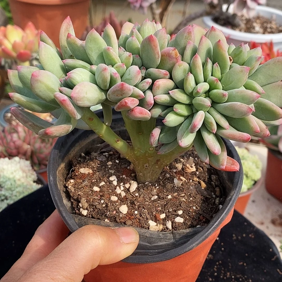 清新美人缀化非常福利