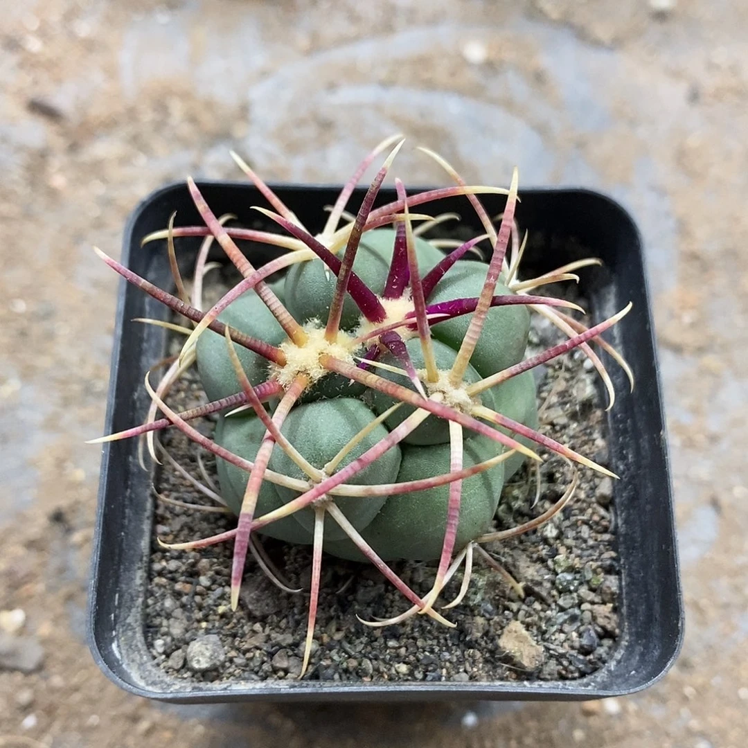 实生  高木绯冠龙3.5公分左右一物一拍