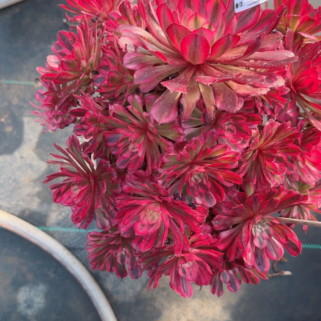 疯****?6867黑铜多肉多肉