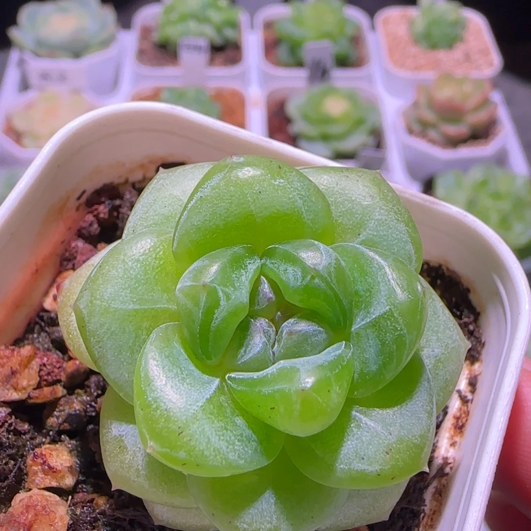 珍妮糖心，多肉植物