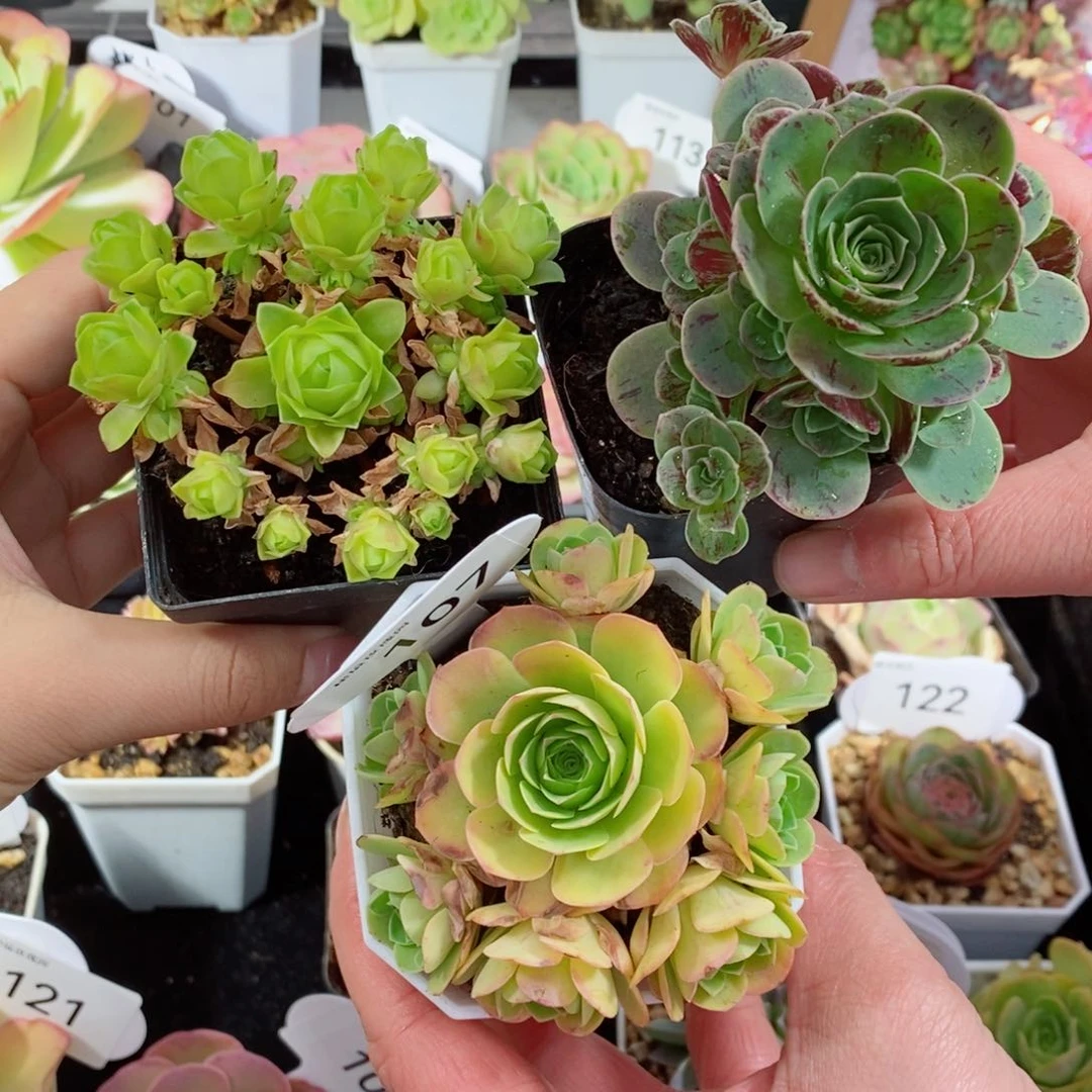 独**湖107毛加手捧➕碧落➕新品。