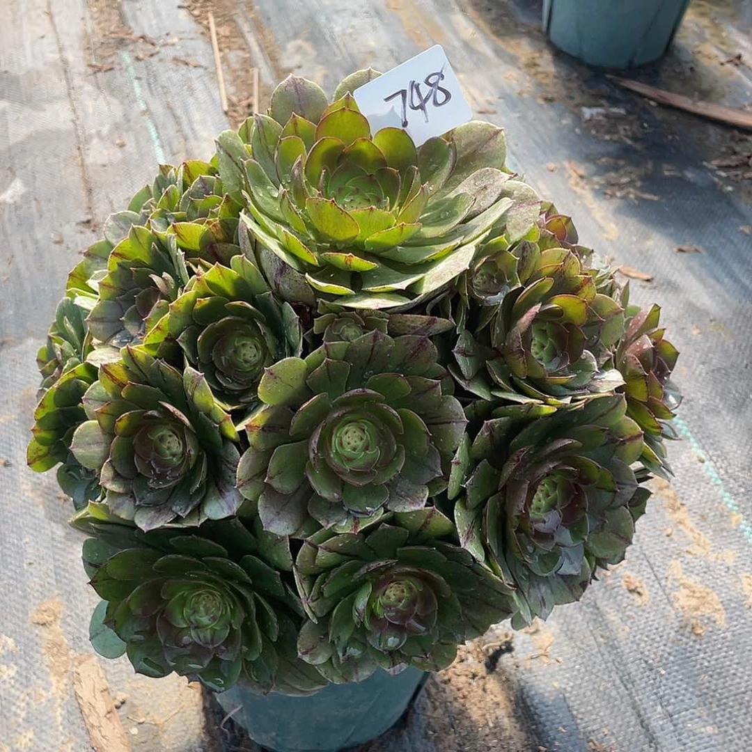 748法师植物万拉丝