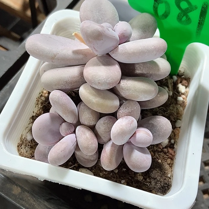 多肉植物烟美人681