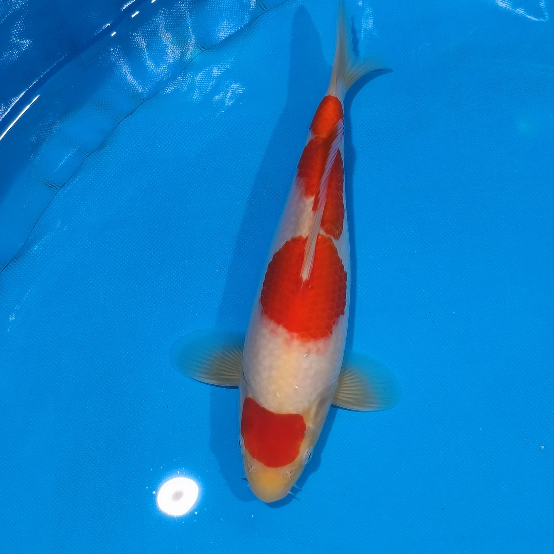 小锦润锦鲤（手术过，28cm红白）锦鲤观赏活体红白大正昭和
