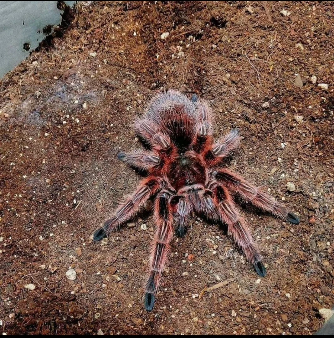 智利火玫瑰蜘蛛 温顺漂亮新手入门